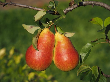 Früchte der Birnensorte 'Salsa®'