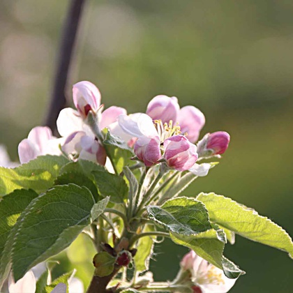 Blüten ‘Sonnenglanz®’