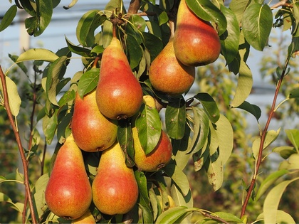 Früchte der Birnensorte 'Salsa®'