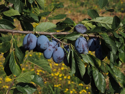 Frucht ‘Franzi®’: Sehr gute Steinablösbarkeit