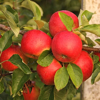 ‘Gräfin Goldach®’ Fruchtbehang