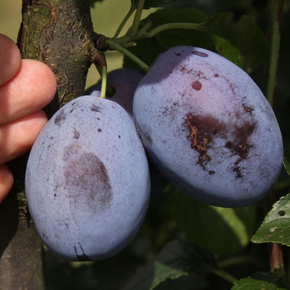 Früchte von ‘Franzi®’, der Qualitätszwetschge