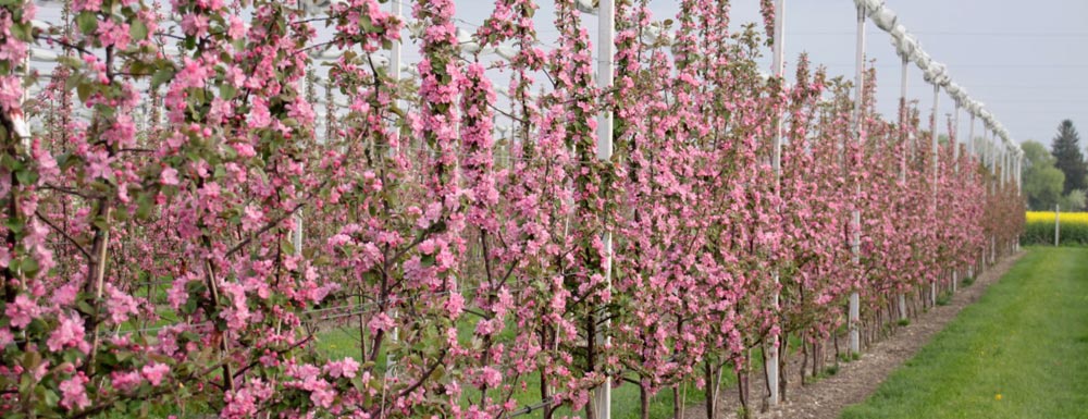 Obstanlage rotfleischige Äpfel in Blüte