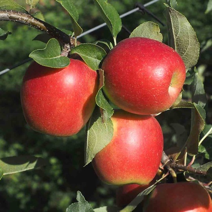 ‘Sommernachtstraum®’ am Baum