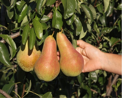 Früchte der Birnensorte ‘Venus®’