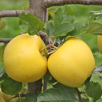 ‘Sonnenglanz®’ Früchte kurz vor der Ernte