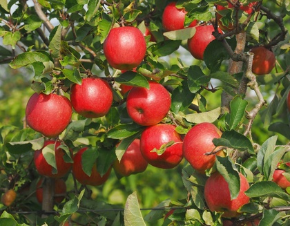 Fruchtbehang Prinzregent Luitpold