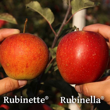 Vergleich von Früchten der Sorten ‘Rubinette®’ (links) und ‘Rubinella®’ (rechts)