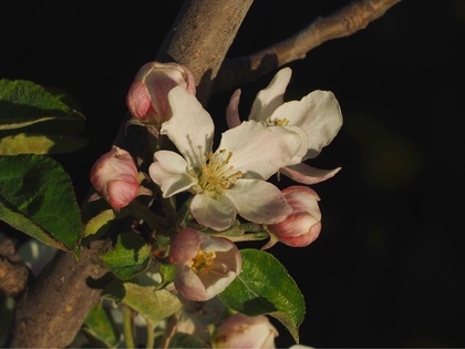 Blüte 'der Apfelsorte Kaiserin Elisabeth'
