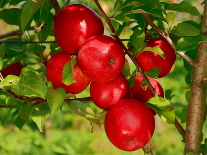Kaiserin Elisabeth: Früchte im Bauminneren mit sehr guter Ausfärbung