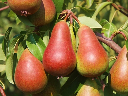 Birne 'Salsa®': Früchte am Baum