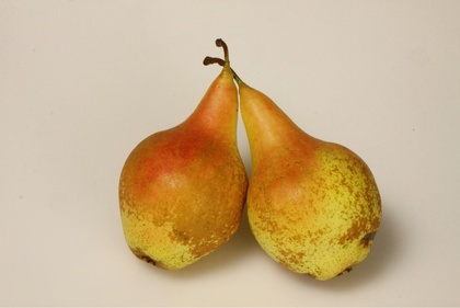 Früchte der Birnensorte ‘Venus®’